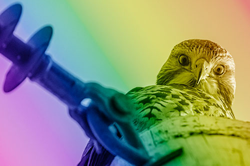 Shaded Red Tailed Hawk Eyeballing Among Sunlight (Rainbow Shade)