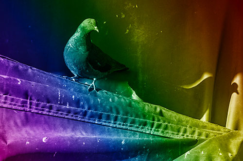 Shadow Casting Pigeon Perched Along Dirty Sloping Tarp (Rainbow Shade)