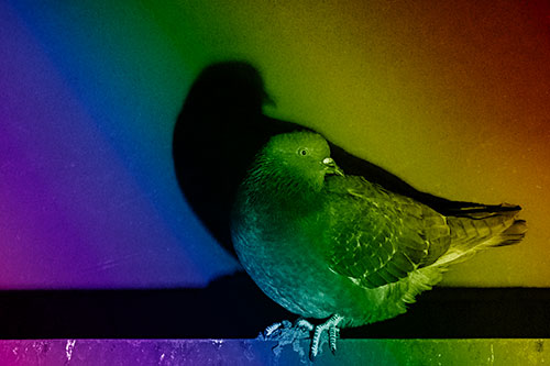 Shadow Casting Pigeon Perched Among Steel Beam (Rainbow Shade Photo)