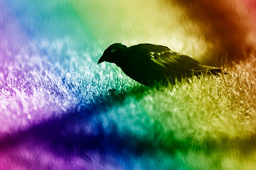 Shadow Standing Grackle Bird Leaning Forward On Grass (Rainbow Shade Photo)
