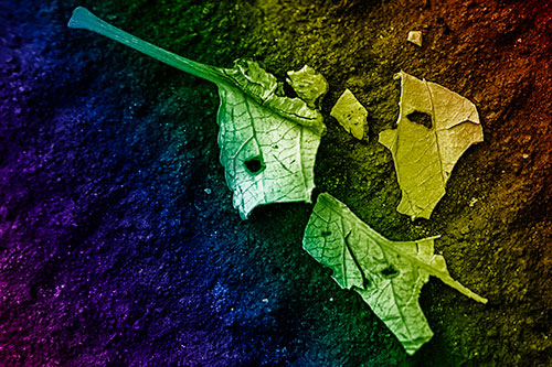 Shattered Leaf Face Separating Atop Pavement (Rainbow Shade)