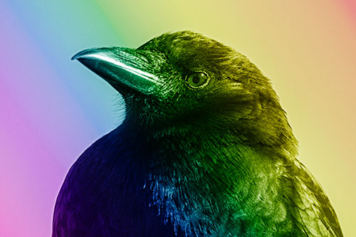 Side Glancing Crow Among Sunlight (Rainbow Shade Photo)