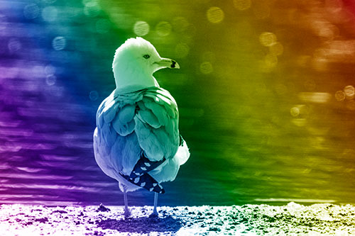 Sideways Glancing Seagull Observing Lake Surroundings (Rainbow Shade)