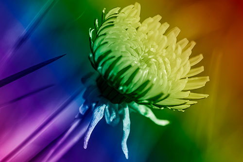 Sideways Taraxacum Flower Blooming Towards Light (Rainbow Shade Photo)