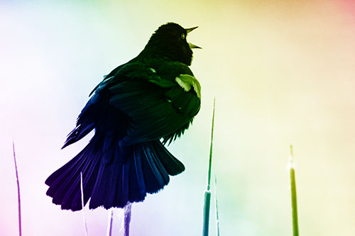 Singing Red Winged Blackbird Atop Cattail Branch (Rainbow Shade Photo)