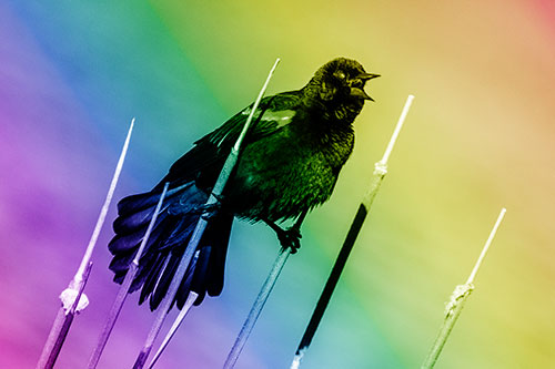 Singing Red Winged Blackbird Gripping Ahold Between Leaning Cattail Branches (Rainbow Shade)