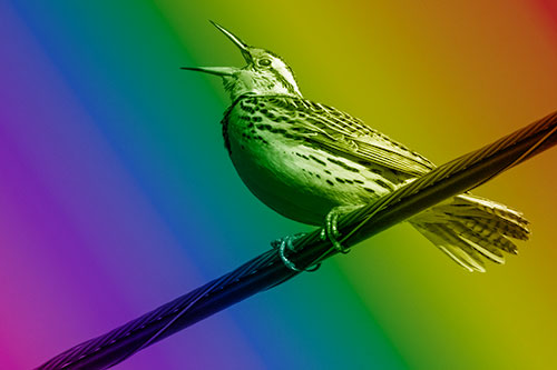 Singing Western Meadowlark Perched Atop Powerline Wire (Rainbow Shade)