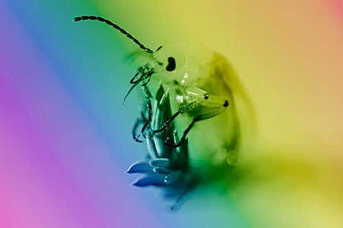 Sitting Blister Beetle Riding Plant Top (Rainbow Shade)