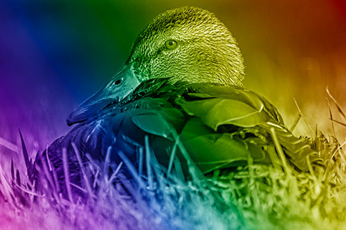 Sitting Mallard Duck Resting Among Grass (Rainbow Shade Photo)