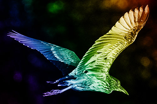Skittish Black Crowned Night Heron Flying Towards Seclusion (Rainbow Shade)