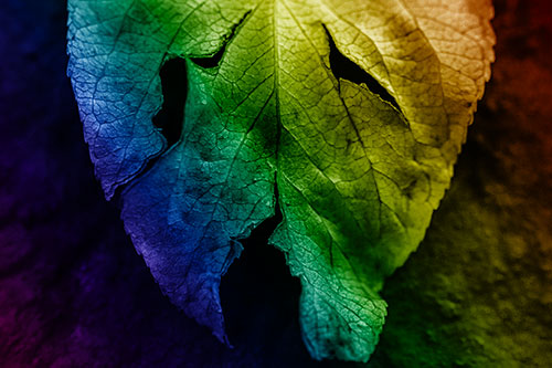 Slant Eyed Leaf Face Decaying Atop Pavement (Rainbow Shade)