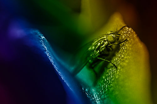 Sloping Cluster Fly Hangs Onto Leaf Petal (Rainbow Shade)