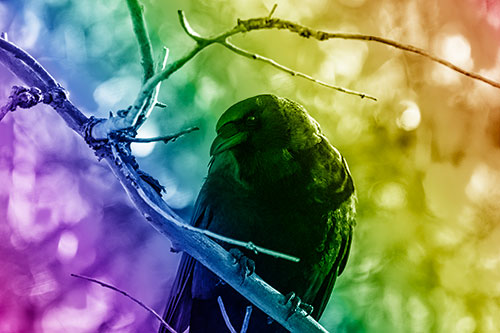 Sloping Perched Crow Glancing Downward Atop Tree Branch (Rainbow Shade Photo)
