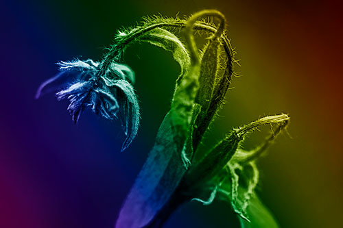 Slouching Hairy Stemmed Weed Plant (Rainbow Shade Photo)