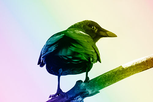 Sly Eyed Crow Glances Backward Among Tree Branch (Rainbow Shade)