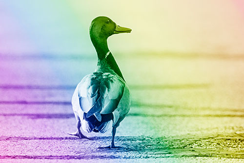 Smiling Mallard Duck Walking Down Sidewalk (Rainbow Shade Photo)