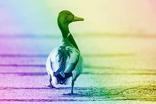 Smiling Mallard Duck Walking Down Sidewalk (Rainbow Shade)