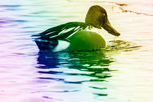 Smiling Northern Shoveler Duck Swimming Calm River Water (Rainbow Shade Photo)