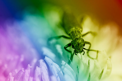 Snarling Oedemera Beetle Eating Dandelion Pollen (Rainbow Shade)