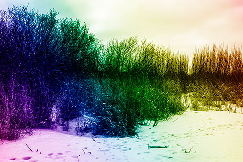 Snow Covered Tall Grass Surrounding Trees (Rainbow Shade Photo)