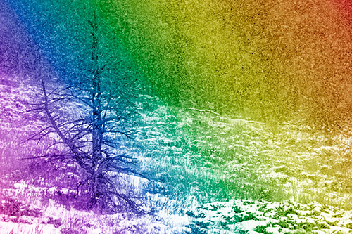Snow Covers Dead Christmas Tree (Rainbow Shade Photo)