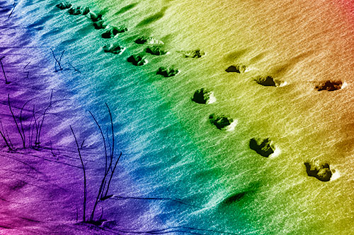 Snowy Footprints Along Dead Branches (Rainbow Shade Photo)