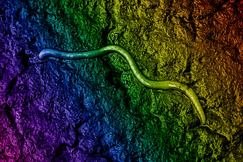 Soaked Earthworm Wiggles Across Wet Pavement (Rainbow Shade)