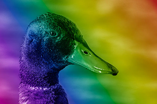 Soaked Male Mallard Duck Watching Among Lake (Rainbow Shade)