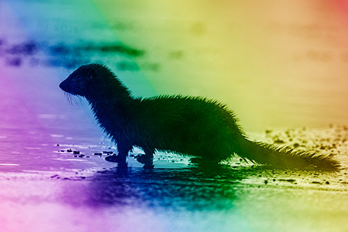 Soaked Mink Contemplates Swimming Across River (Rainbow Shade Photo)
