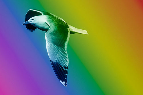 Soaring Seagull Circling Above Lake (Rainbow Shade)