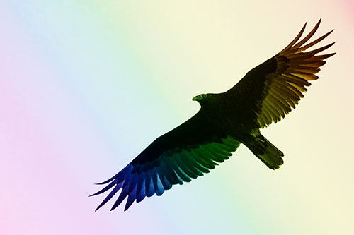 Soaring Turkey Vulture Flying Among Sky (Rainbow Shade Photo)