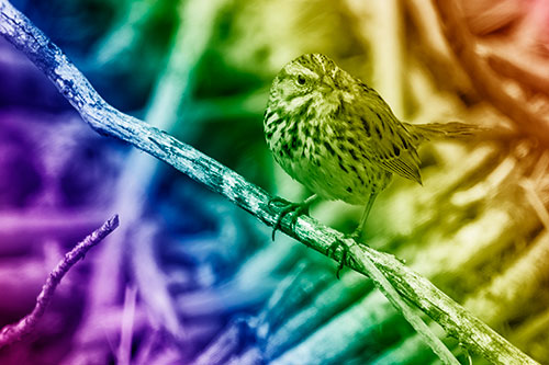 Song Sparrow Surfing Broken Tree Branch (Rainbow Shade Photo)