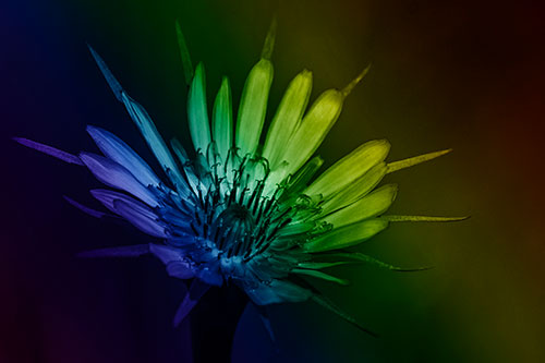 Spiky Salsify Flower Gathering Sunshine (Rainbow Shade Photo)