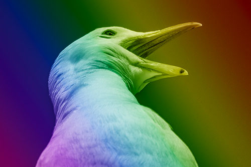 Squawking Seagull Calling Out To Others (Rainbow Shade)