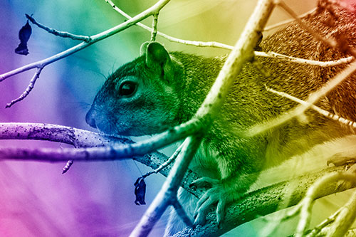 Squirrel Climbing Down From Tree Branches (Rainbow Shade Photo)