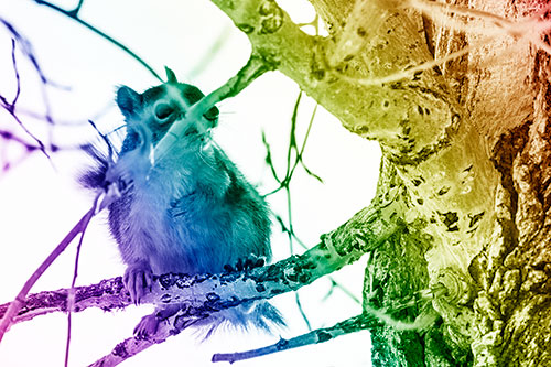 Squirrel Grabbing Chest Atop Two Tree Branches (Rainbow Shade Photo)