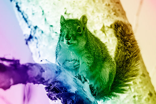 Squirrel Grasping Chest Atop Thick Tree Branch (Rainbow Shade Photo)