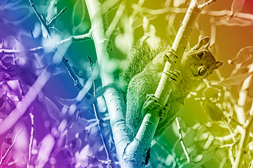 Squirrel Gripping Ahold Of Tree Branch (Rainbow Shade)