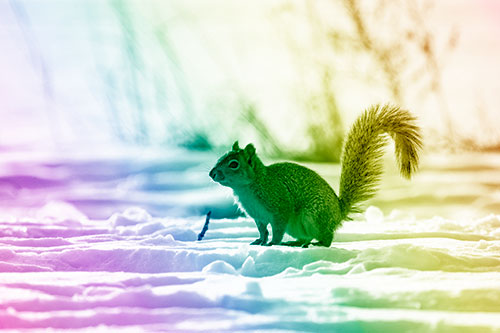 Squirrel Observing Snowy Terrain (Rainbow Shade Photo)