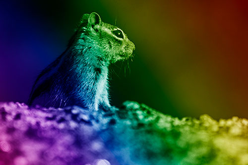 Squirrel Piques Distant Interest (Rainbow Shade Photo)