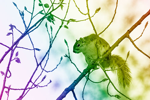 Squirrel Sits Among Sprouting Tree Branches (Rainbow Shade)