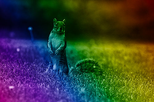 Squirrel Standing Atop Fresh Cut Grass On Hind Legs (Rainbow Shade Photo)