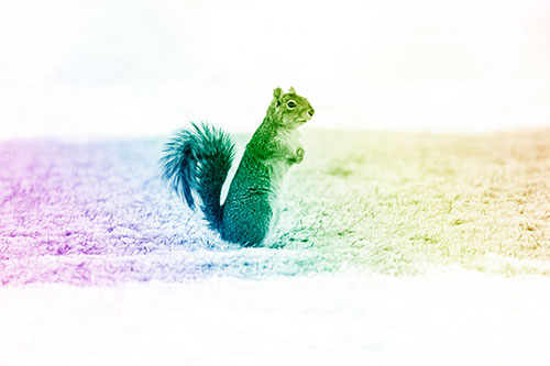 Squirrel Standing On Snowy Patch Of Grass (Rainbow Shade Photo)
