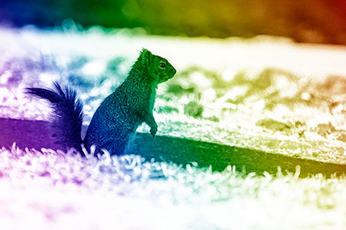 Squirrel Standing Upwards On Hind Legs (Rainbow Shade Photo)
