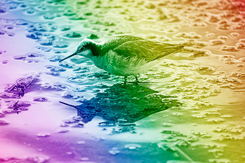 Standing Sandpiper Wading In Shallow Algae Filled Lake Water (Rainbow Shade Photo)