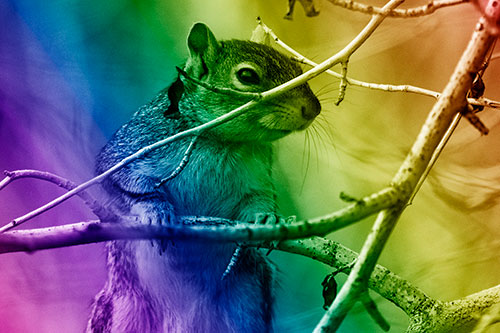 Standing Squirrel Peeking Over Tree Branch (Rainbow Shade)