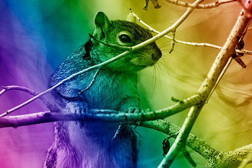 Standing Squirrel Peeking Over Tree Branch (Rainbow Shade Photo)