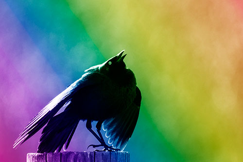 Stomping Grackle Croaking Atop Wooden Fence Post (Rainbow Shade Photo)