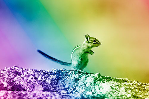 Straight Tailed Standing Chipmunk Clenching Paws (Rainbow Shade Photo)