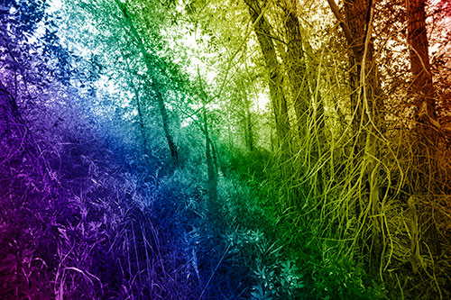 Sunlight Bursts Through Shaded Forest Trees (Rainbow Shade)